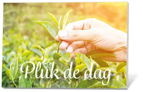 Thee in een Kaartje Pluk de Dag levensthee 2 kopjes