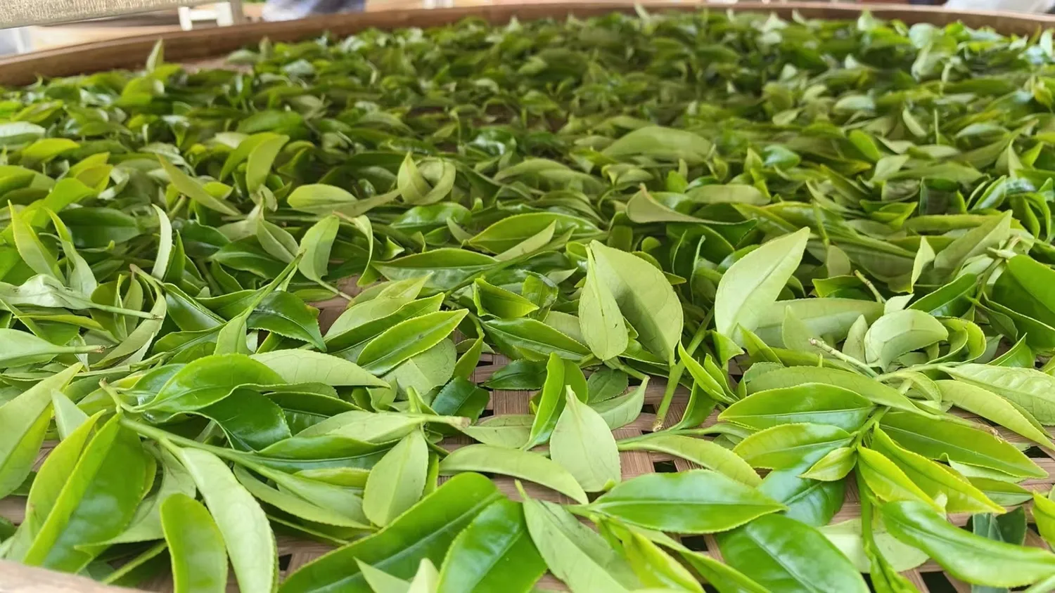 R'folia Pomelo Blossom oolong thee 50g losse blad citrus